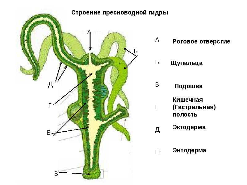 Где найти рабочую ссылку кракен